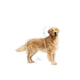 ROYAL CANIN BHN Golden Retriever - sucha karma dla psa dorosłego - 12 kg