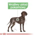 ROYAL CANIN CCN MAXI DIGESTIVE CARE - sucha karma dla psa dorosłego - 3kg (WYPRZEDAŻ)