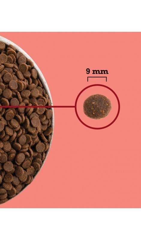 ACANA Highest Protein Indoor Cat 4,5kg