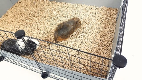 C&C Klatka modułowa dla świnki morskiej, królika, jeża 110x75 cm (3x2) - czarna