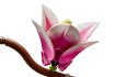 LEGO Botanical Collection 11510 - Gałązki magnolii