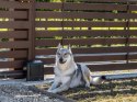 Zestaw Beninca KWOLF624.P2 24V do 600kg bram przesuwnych