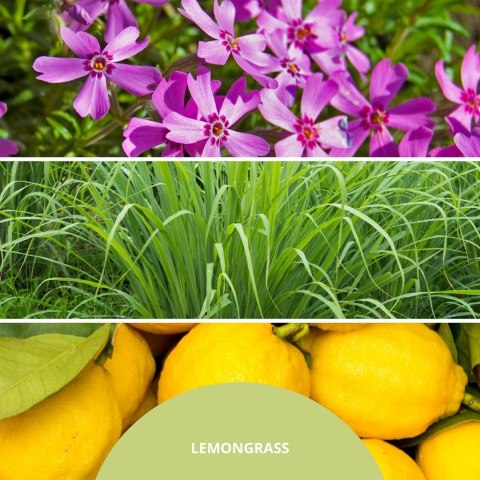 Pałeczki zapachowe 100ml LEMON GRASS MILLEFIORI