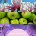 Perfumy do wnętrz 100ml MAGNOLIA BLOSSOM & WOOD MILLEFIORI
